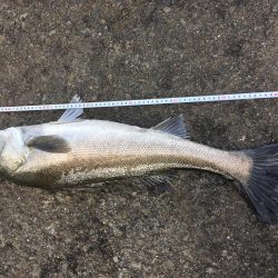 飲ませでスズキ72cm